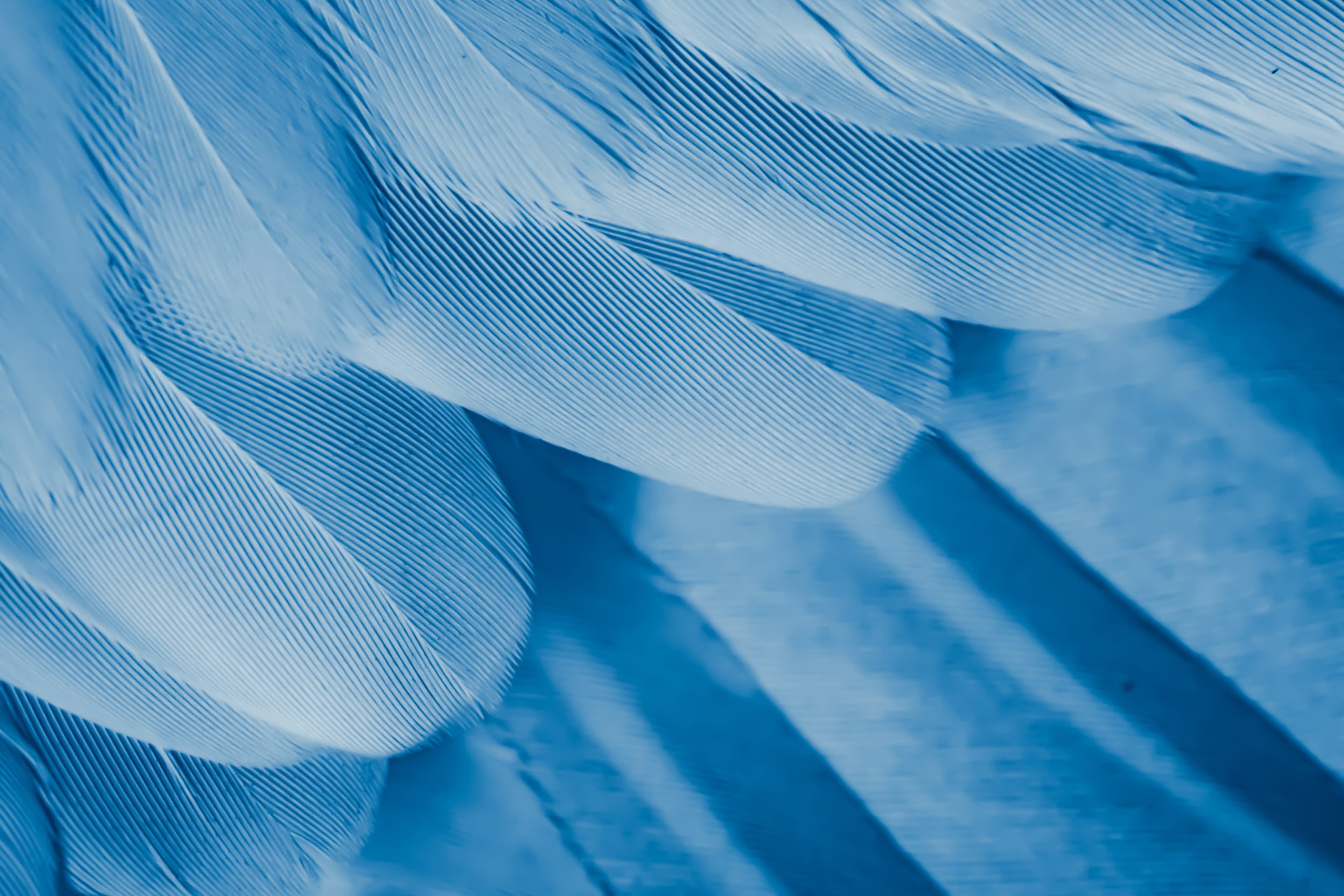 Close-up of soft blue feathers