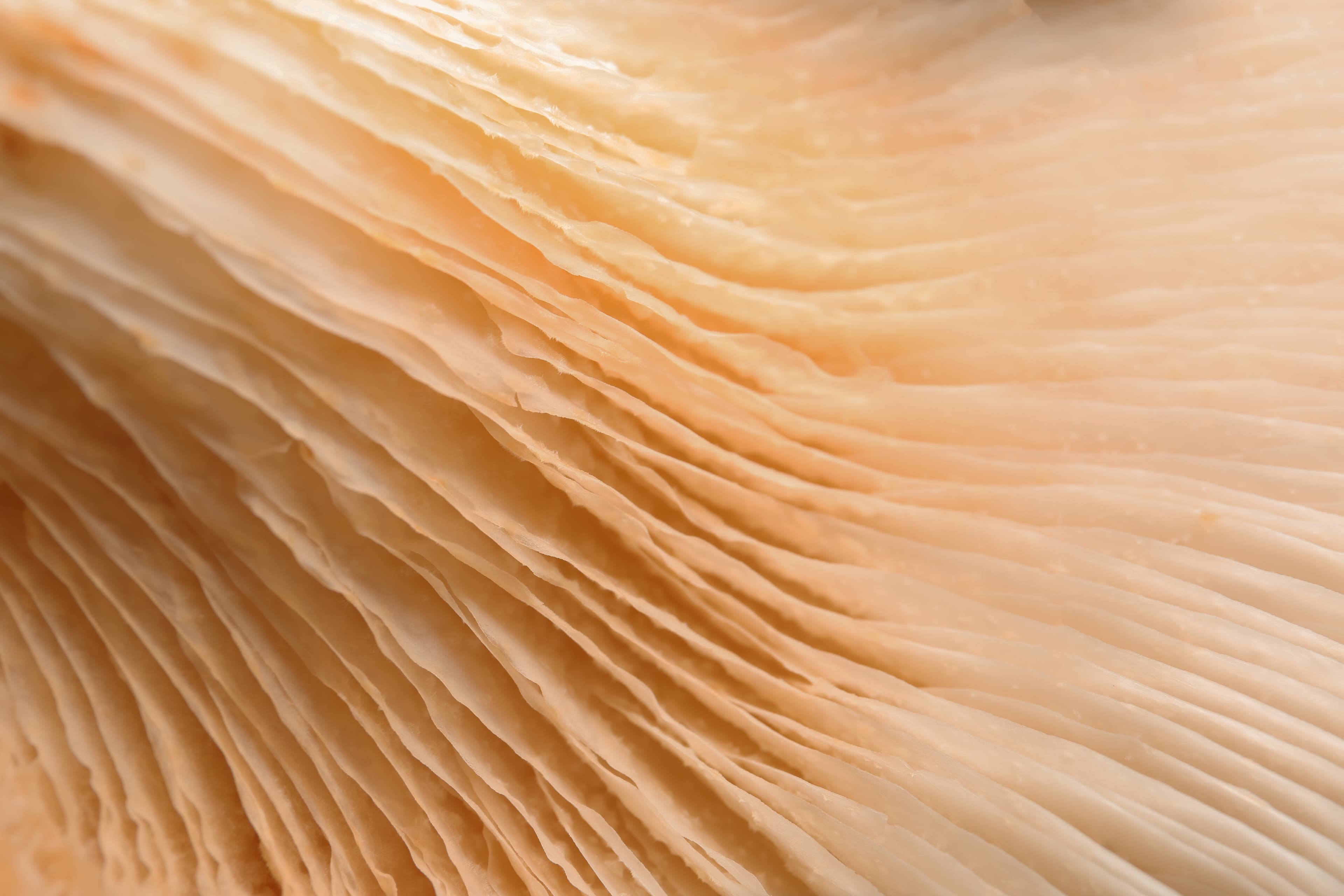Close-up of the pale gills of a mushroom