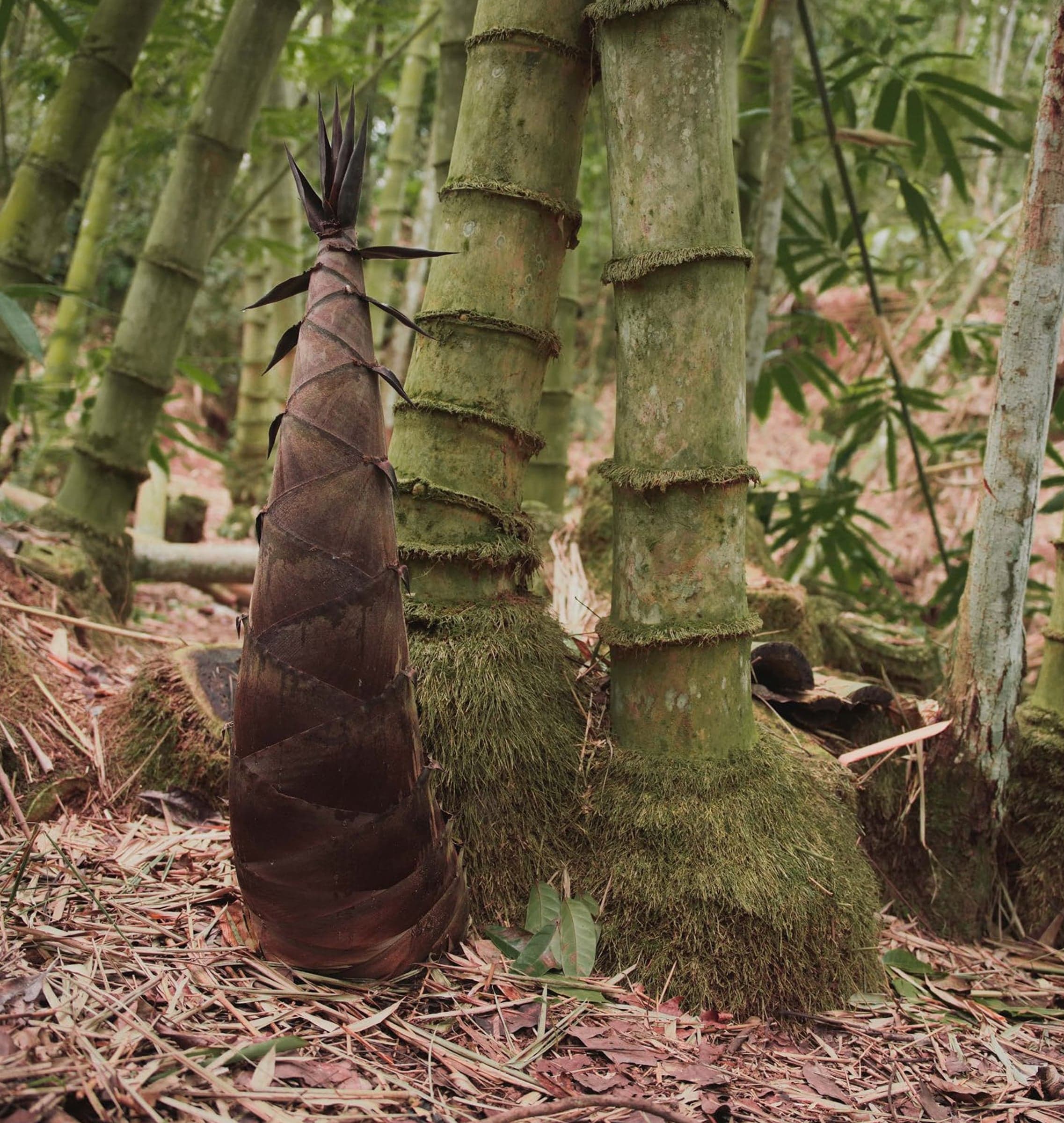 A young bamboo shoot rising beside mature stalks in a bamboo forest