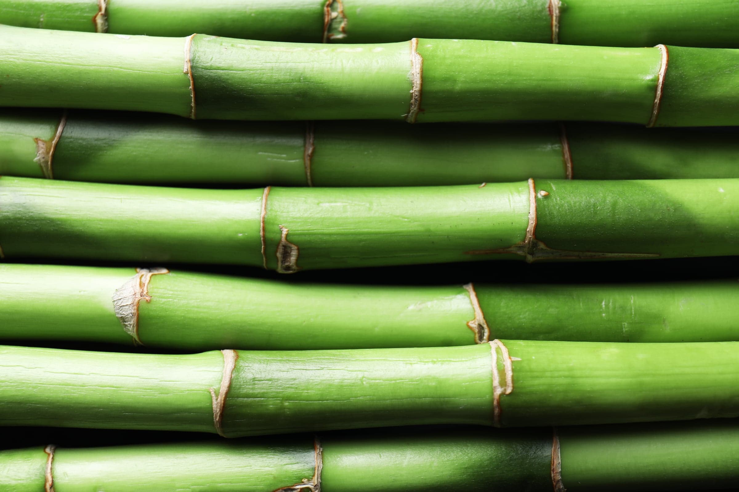 Rows of fresh green bamboo stalks stacked horizontally